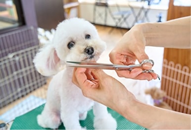 Pet Clinics & Groomers. Reward customers who trust you with their pets.